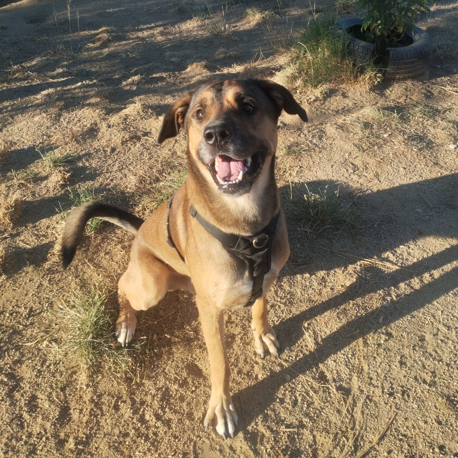 Koda
