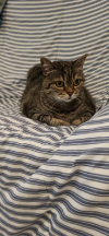 ILSA