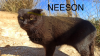 Neeson
