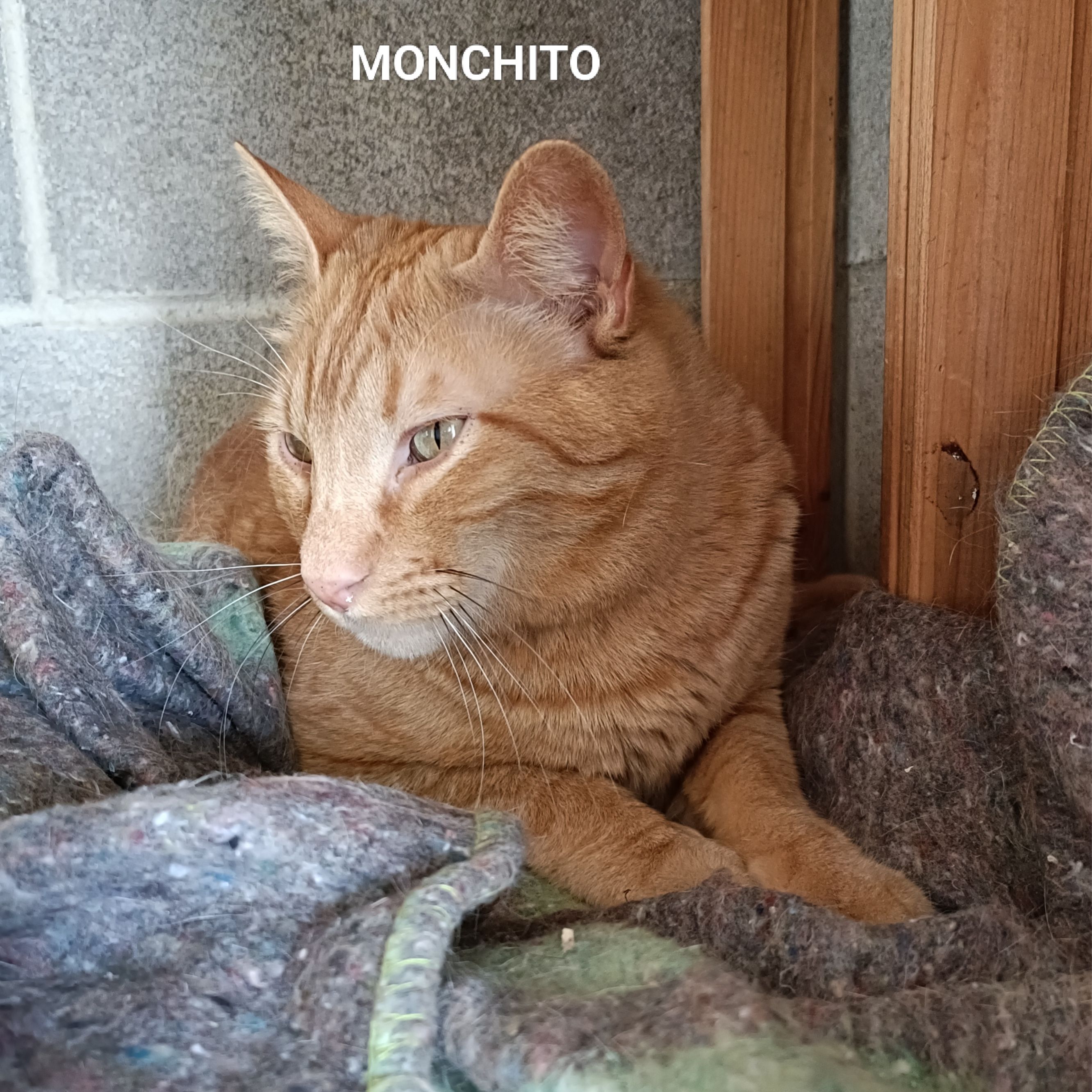 Monchito