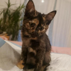 Zoe - Cat - 11pets: Adopt