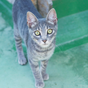 BALI ARA TYRANT - Cat - 11pets: Adopt