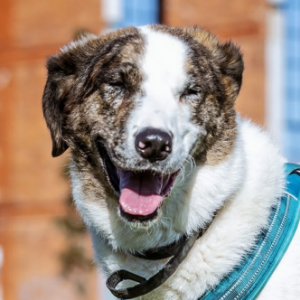 Alaska - Dog - 11pets: Adopt