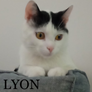 Lyon - Cat - 11pets: Adopt