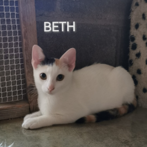 Beth  - Cat - 11pets: Adopt