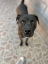Plutón