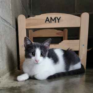 Amy - Cat - 11pets: Adopt