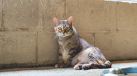 PINTORA