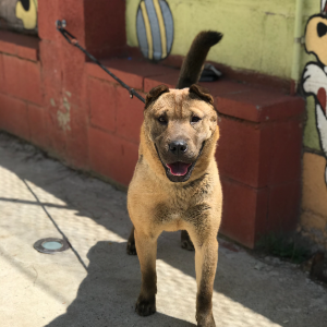 Goldie - Dog - 11pets: Adopt