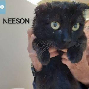 Neeson - Cat - 11pets: Adopt