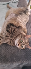 ILSA