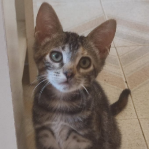 MIMOSA - Cat - 11pets: Adopt
