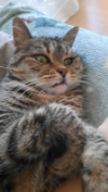 ILSA