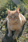 Manolito