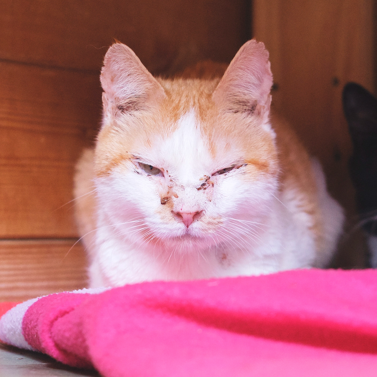 PENÉLOPE ara MONTSE