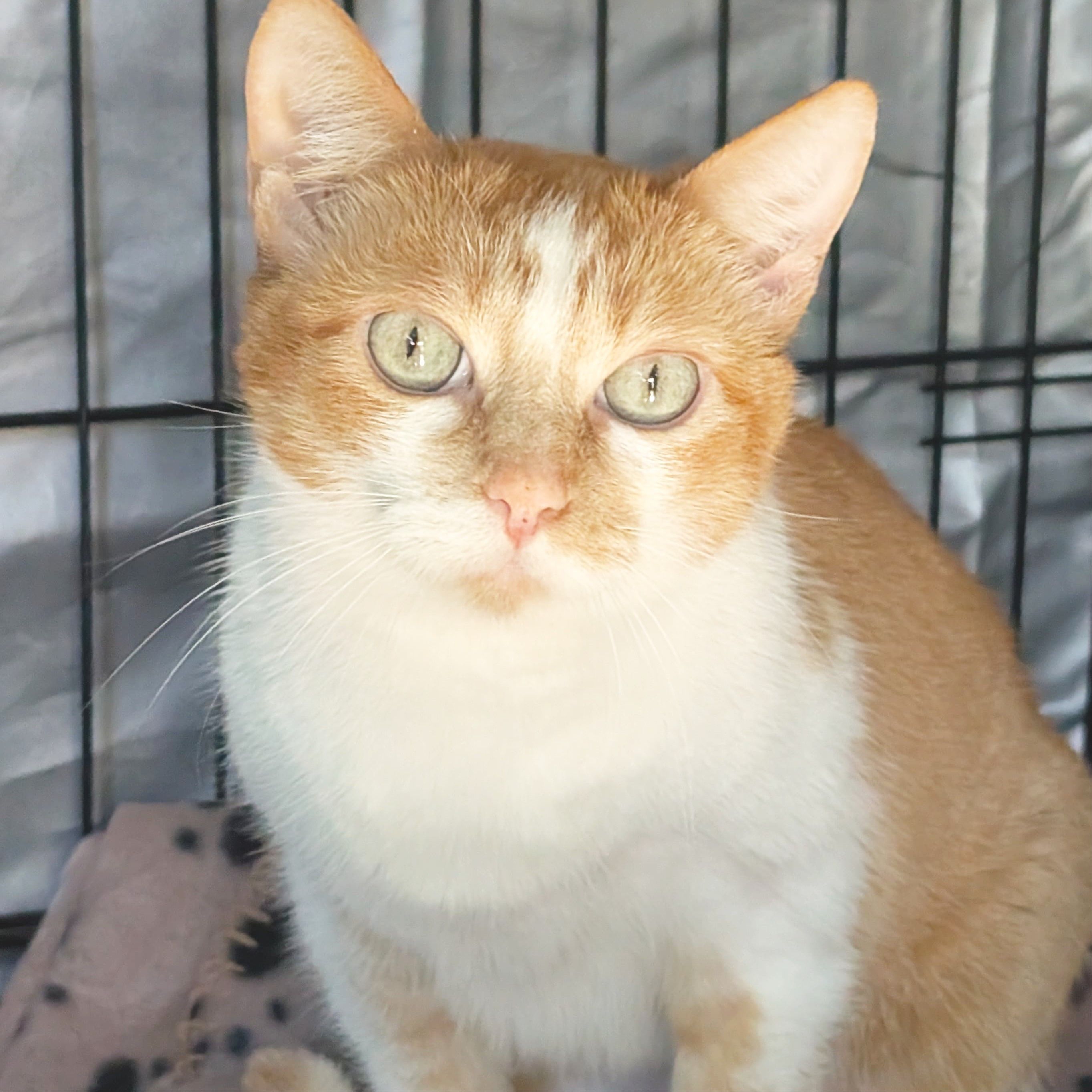 GATI KUKI