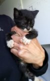 Gatito montaña