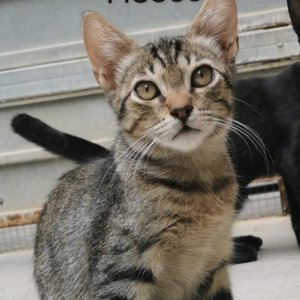 Moscu - Cat - 11pets: Adopt