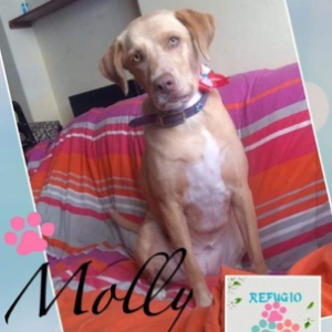 Molly - Dog - 11pets: Adopt