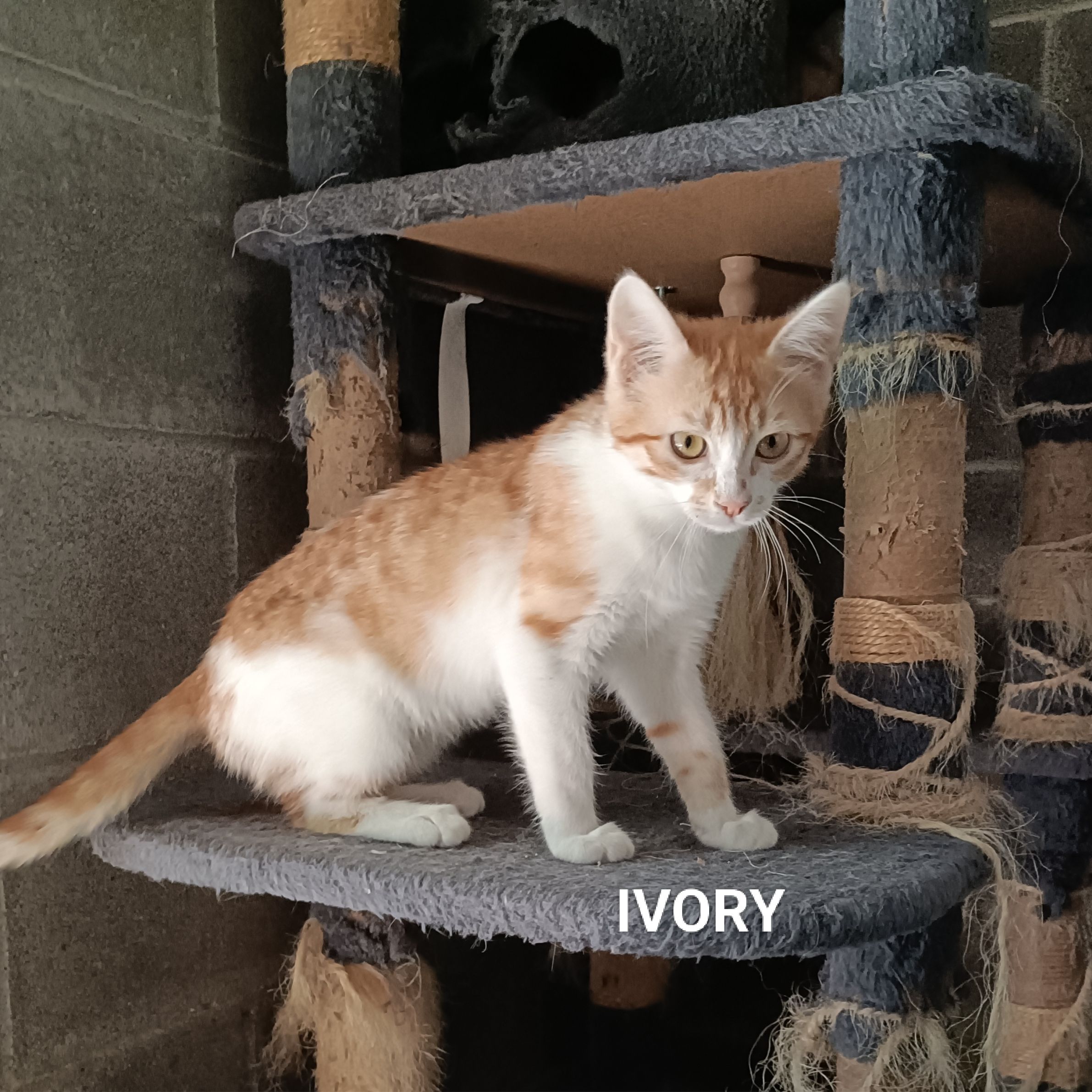 Ivory