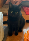 INDI