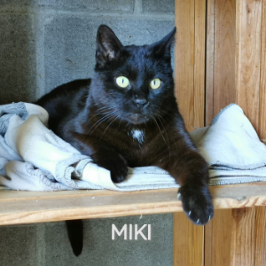Miki - Cat - 11pets: Adopt