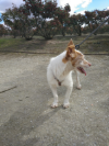 Raton