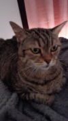 ILSA