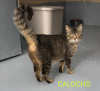 Calocho