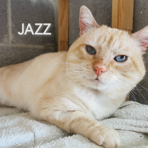 Jazz  - Cat - 11pets: Adopt