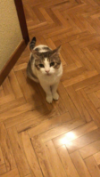 TIKS