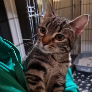 Lola - Cat - 11pets: Adopt