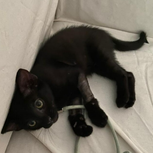 FROI - Cat - 11pets: Adopt