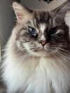 ZEUS