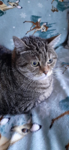 ILSA