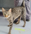 Zarpitas