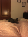 RIGODÓN