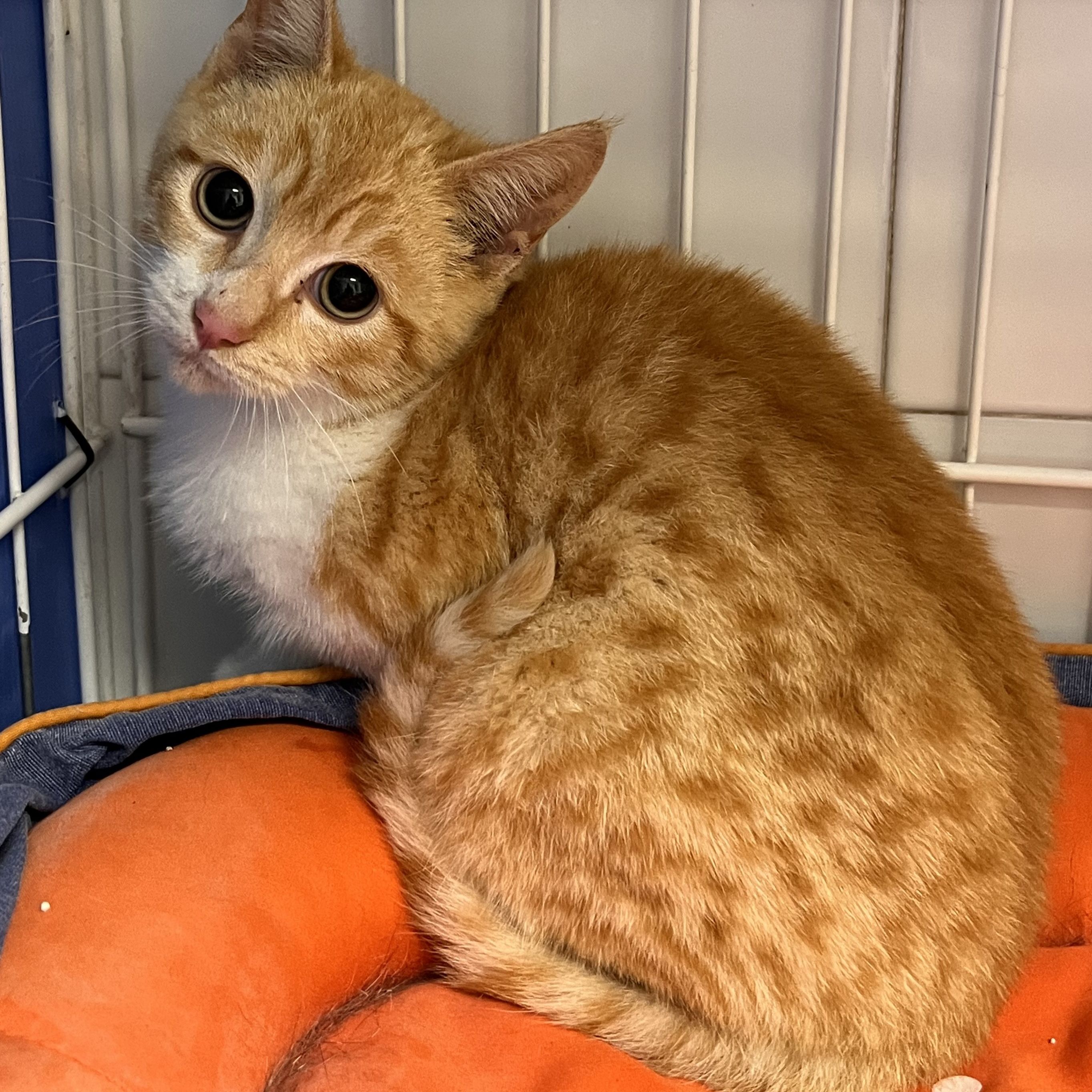 Mantecao AL MOMOTARO