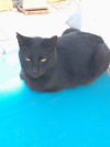 Bagheera