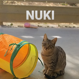 Nuki - Cat - 11pets: Adopt