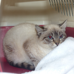 Niebla - Cat - 11pets: Adopt