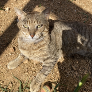 Moflis  - Cat - 11pets: Adopt