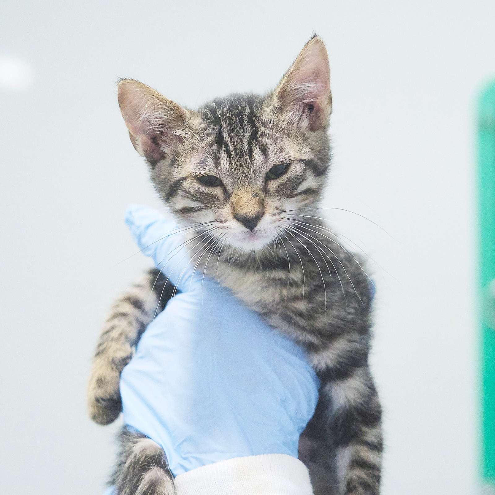 STRACCIATELA ARA BOO