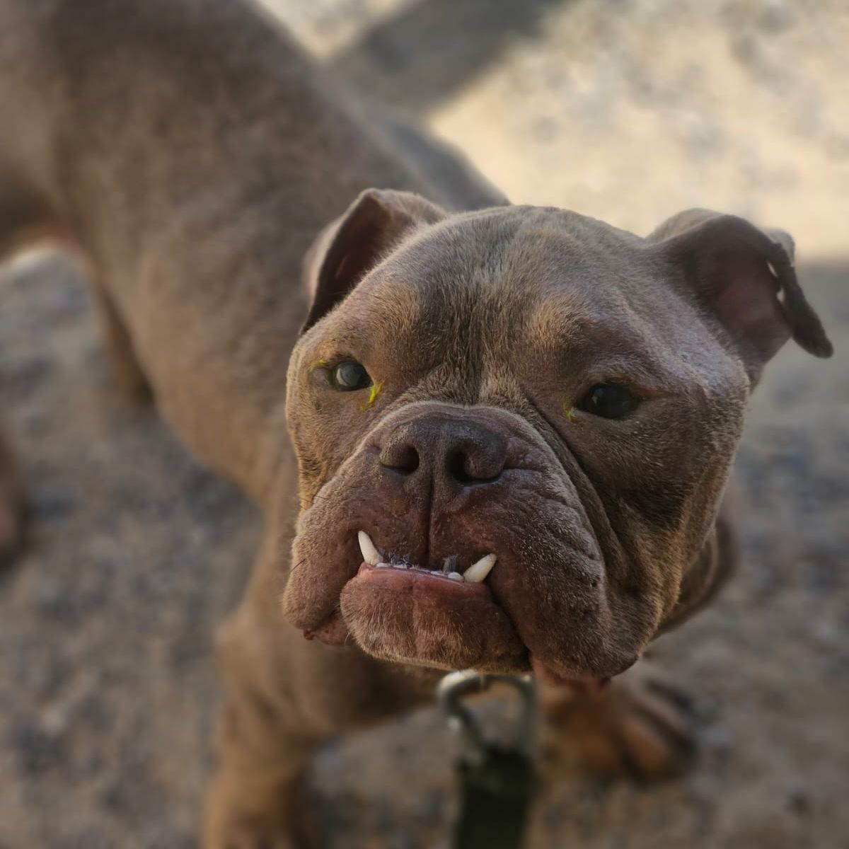 Syrax