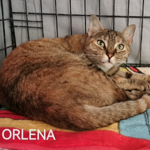 Orlena - Cat - 11pets: Adopt