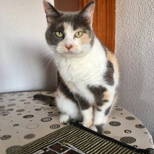 Bella Marly - Cat - 11pets: Adopt