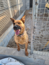 Cherokee (Chester)