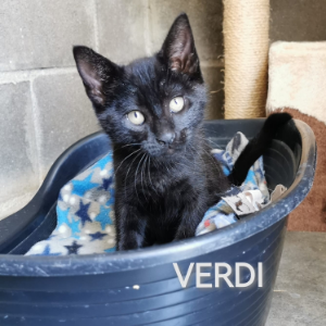 Verdi - Cat - 11pets: Adopt