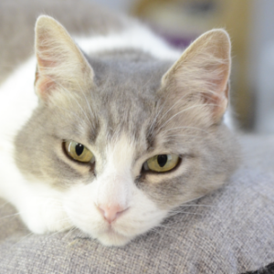 Greta - Cat - 11pets: Adopt
