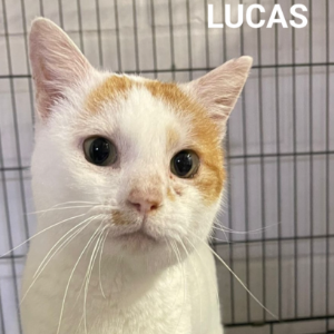 Lucas - Cat - 11pets: Adopt
